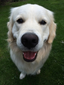 宠物摄影_白色宠物狗可爱特写