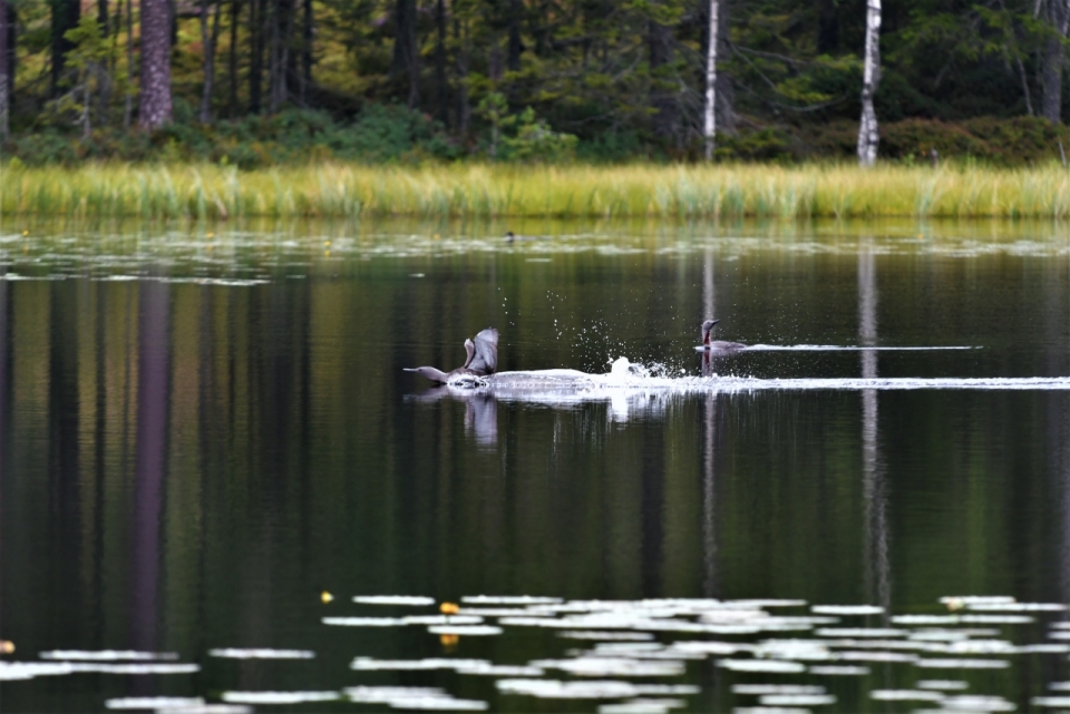 幽深树林湖面拍打水花野鸭动物