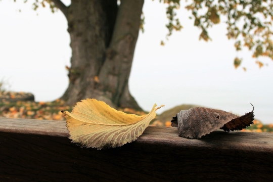 唯美静物秋天树下落叶特写