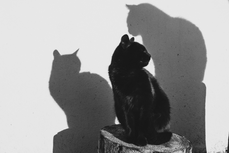 灯光下的黑猫影子印在墙上