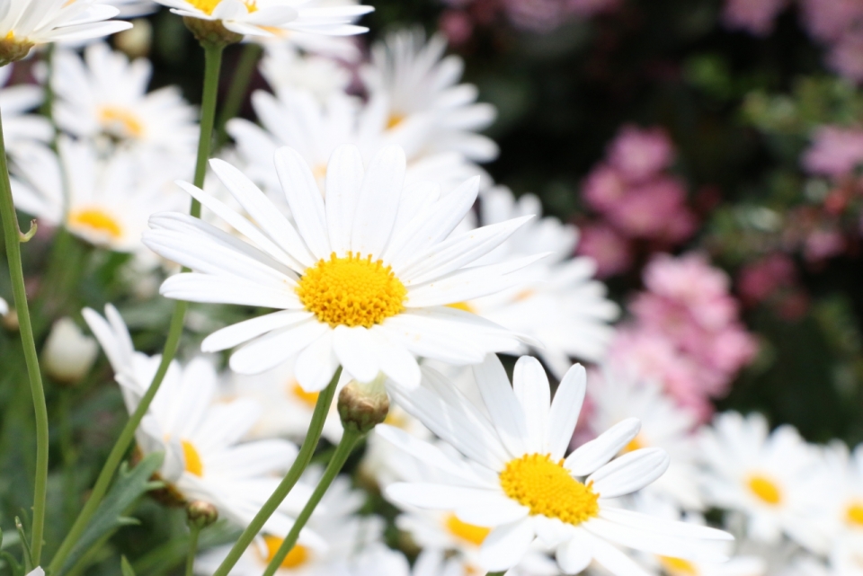 微距摄影_虚化背景黄色花蕊白色花朵自然植物
