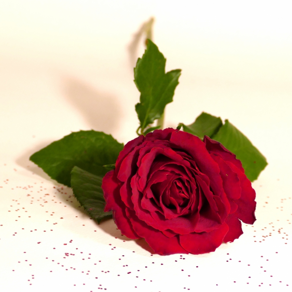 白色桌面上一只鲜红的玫瑰花