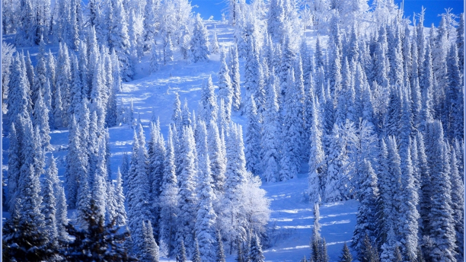 唯美冬日雪景风景高清桌面壁纸