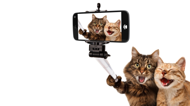 可爱小猫自拍高清桌面壁纸