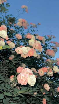 夜晚下的花朵写真