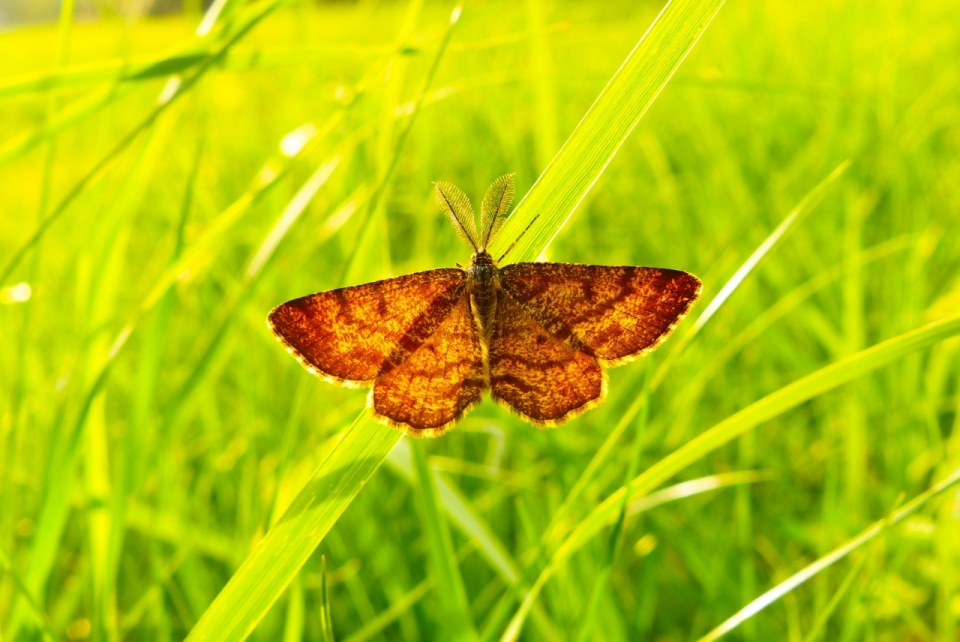 阳光自然绿色草坪褐色蝴蝶