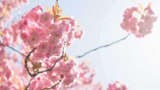 唯美樱花无水印电脑桌面高清壁纸图片桌面壁纸