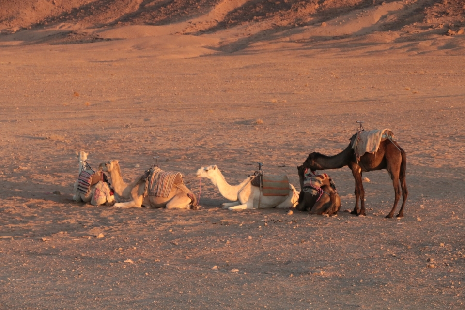 沙漠中趴着休息的骆驼摄影