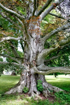 历史悠久古老树木粗壮枝干自然风光