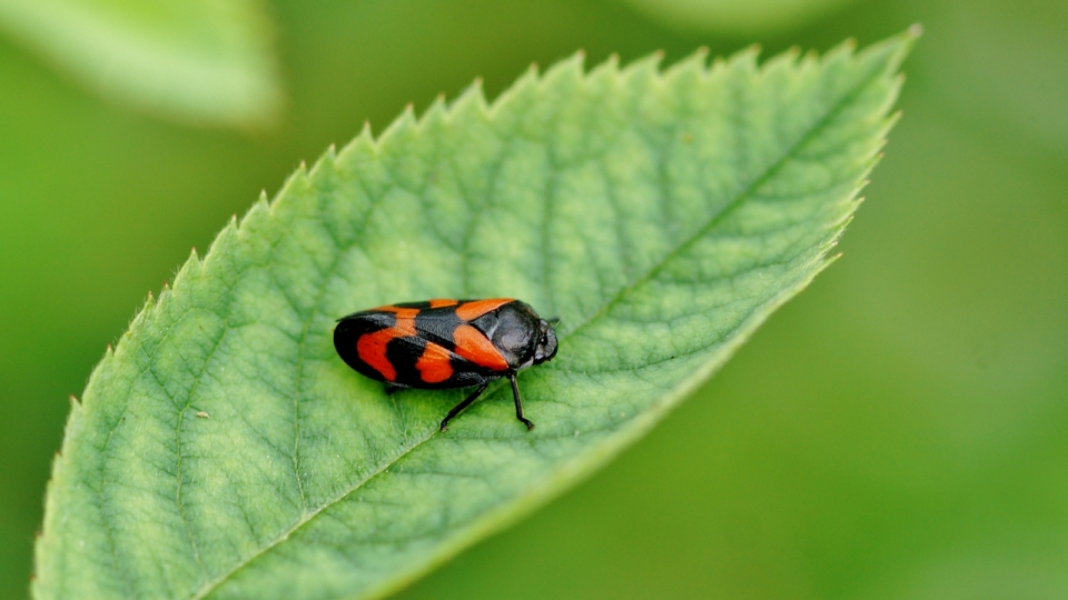微距摄影_虚化背景植物绿色叶子上红色黑色昆虫