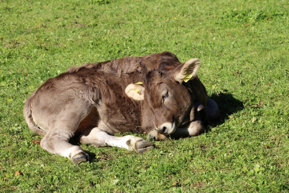 温暖阳光照射的草坪上正躺着睡觉的小牛犊