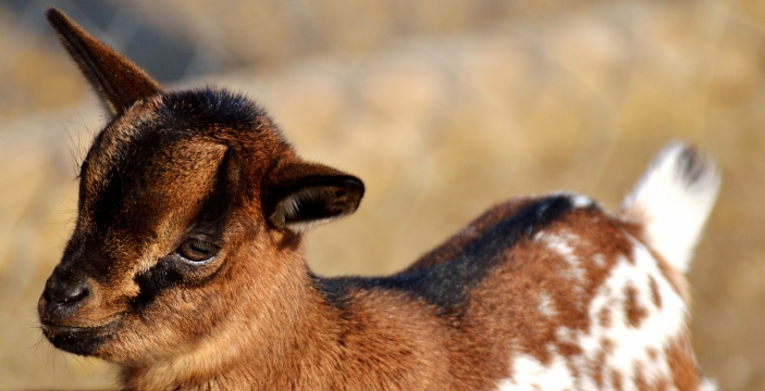 阳光自然户外野生可爱山羊动物