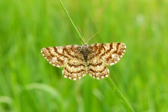 户外自然植物绿色枝干蝴蝶昆虫