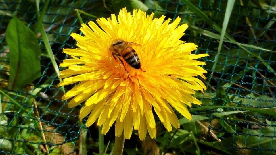 夏天黄色花朵绿色叶子植物上蜜蜂