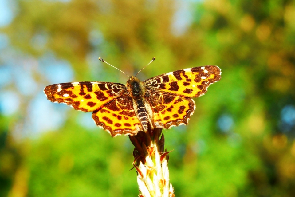 阳光户外自然植物褐色美丽蝴蝶昆虫