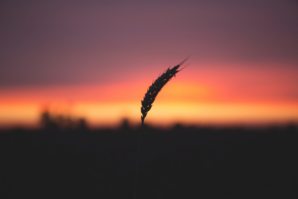 夕阳下美丽平原上饱满的麦穗