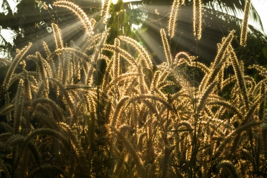 郊外田野茂密草丛风光美景