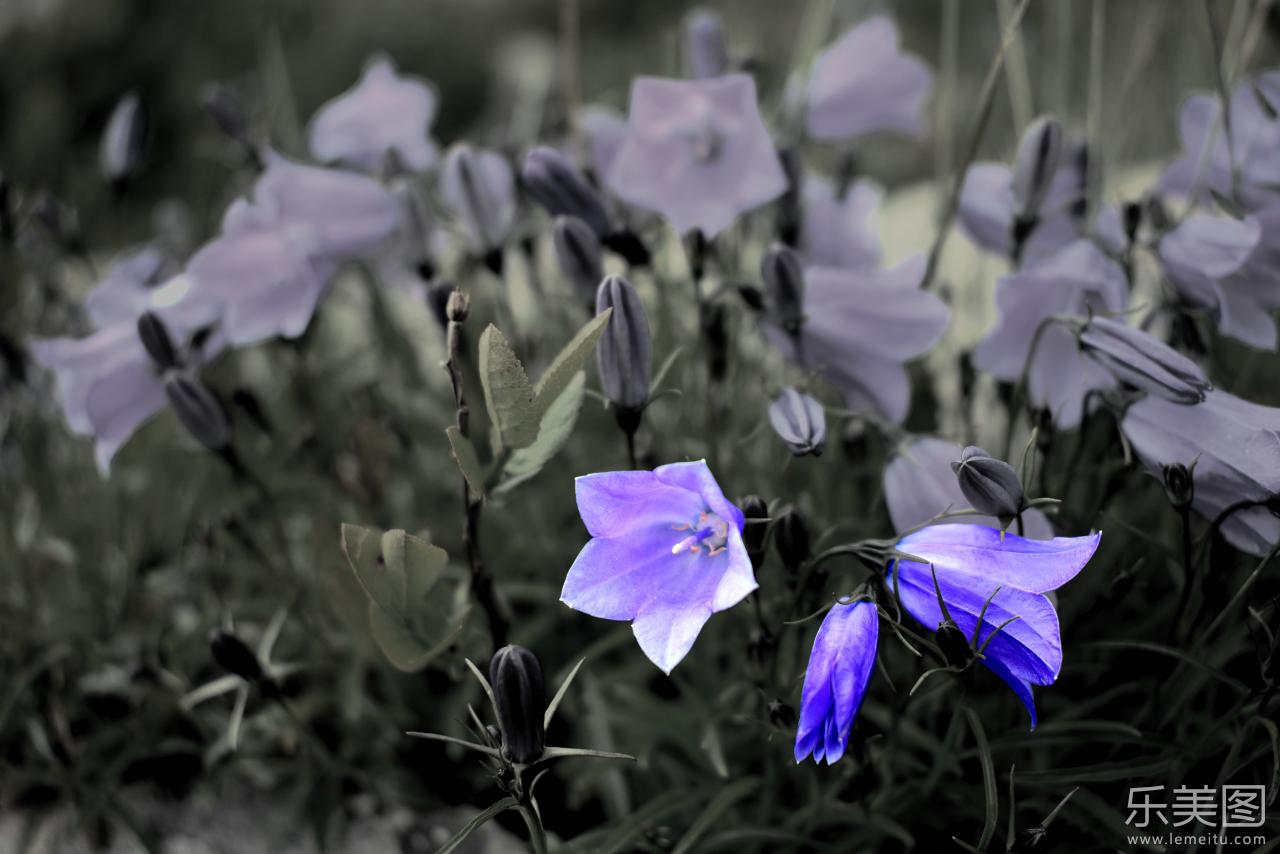 草丛中开放的紫色桔梗花植物摄影