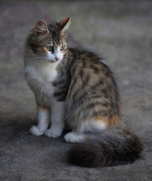 虚化背景户外地面上可爱宠物狸花猫