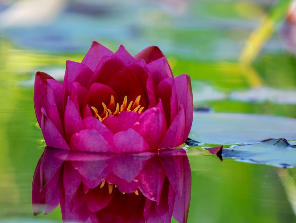 池塘中平静水面倒影紫色花朵高清特写