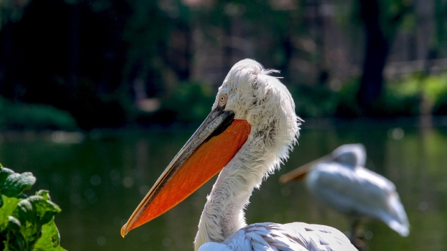 大嘴鹈鹕自然风光优美风景秀丽高清桌面壁纸