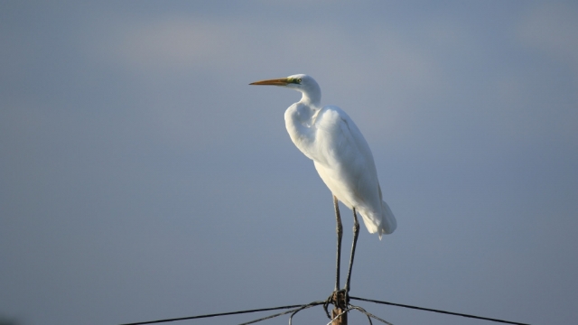 自然界美丽的动物羽毛雪白的大白鹭高清桌面壁纸
