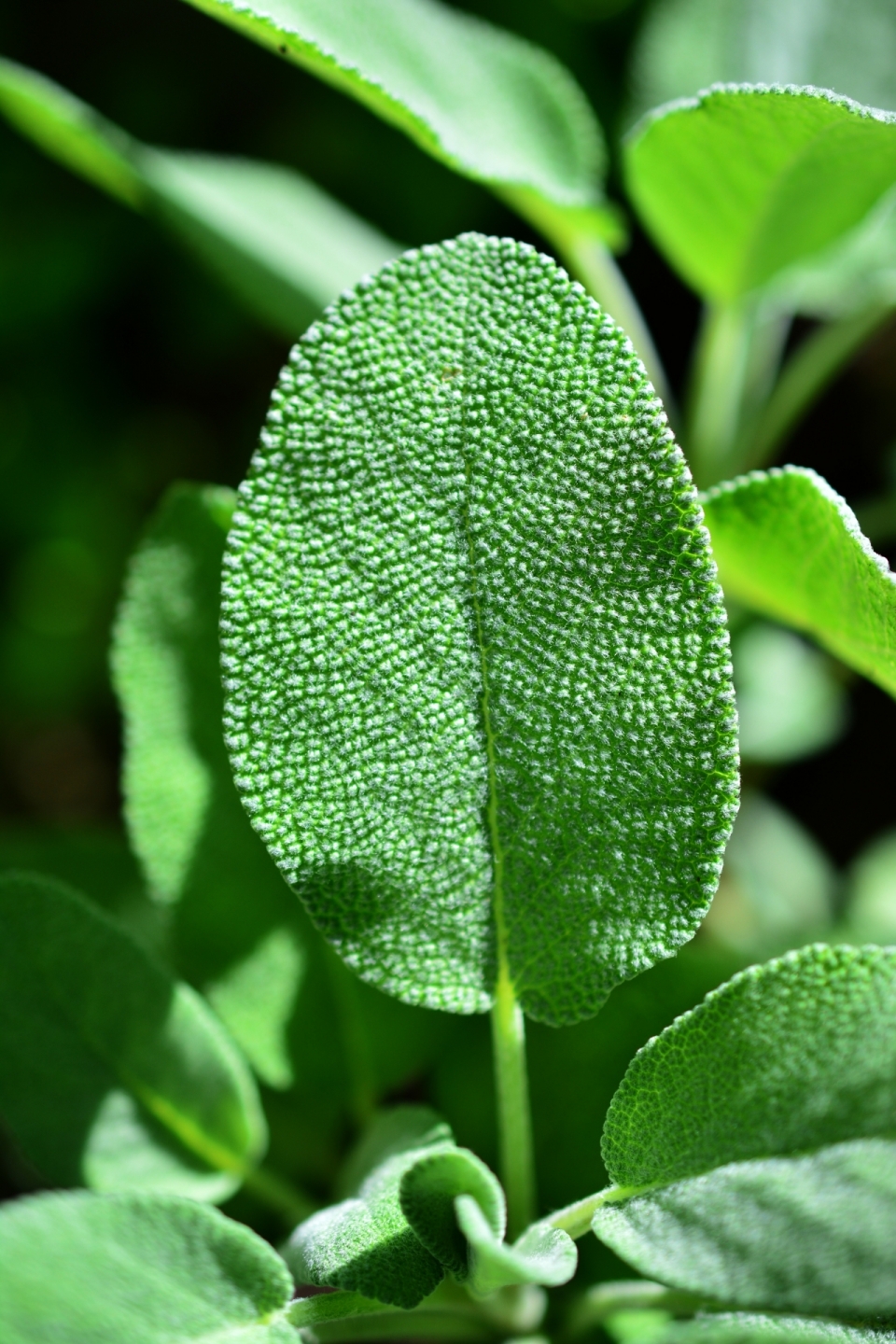 绿色植物叶子微距摄影