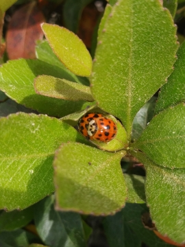 自然绿色叶子植物上红色斑点瓢虫