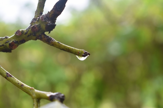 微距摄影_清晨枝头滴落的露珠