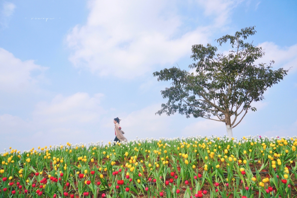 唯美鲜花写真图片