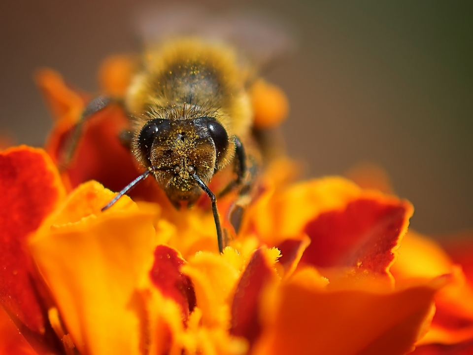 微距摄影_停留花朵上采蜜小蜜蜂微距特写