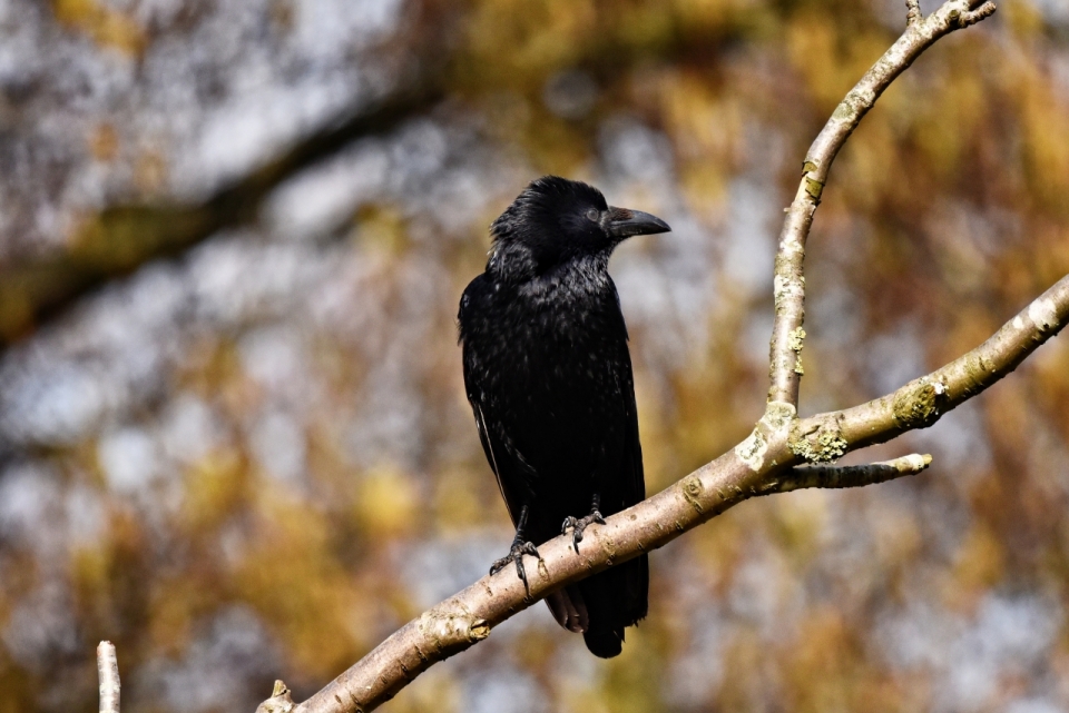 虚化背景户外自然树木黑色鸟类动物