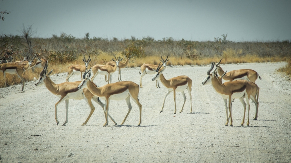 非洲草原公路上成群结队的羚羊