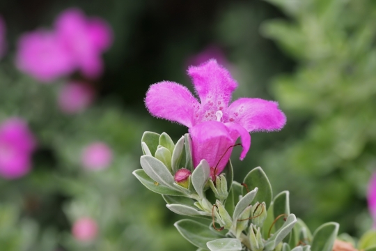 虚化背景户外紫色花朵绿色叶子植物