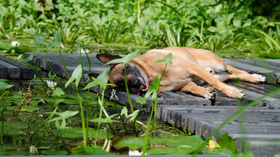 马里努阿犬狗狗高清桌面壁纸