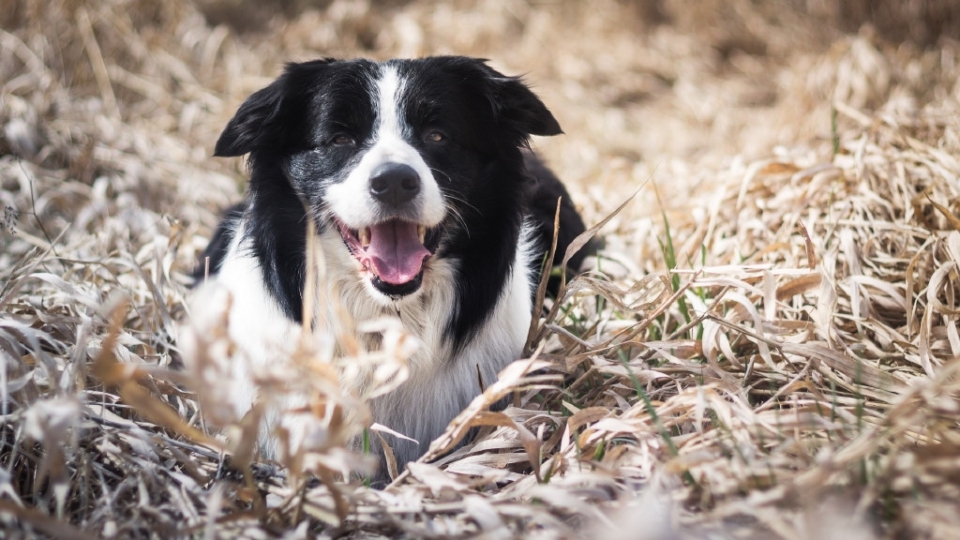 牧羊犬高清桌面壁纸图片