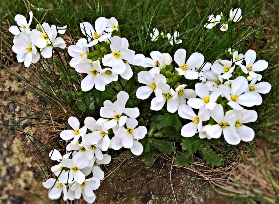 户外自然白色花朵绿色叶子植物