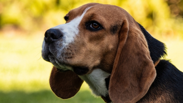 可爱宠物小狗高清桌面壁纸