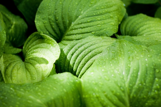 阳光户外沾露水自然植物绿色叶子