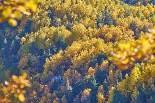 摄影技术_秋季森林精美风光摄影