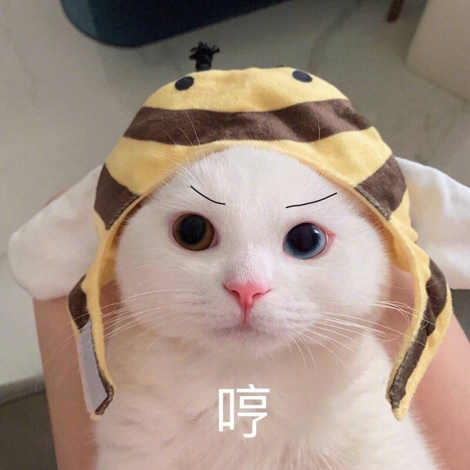 萌萌的猫咪表情包图片