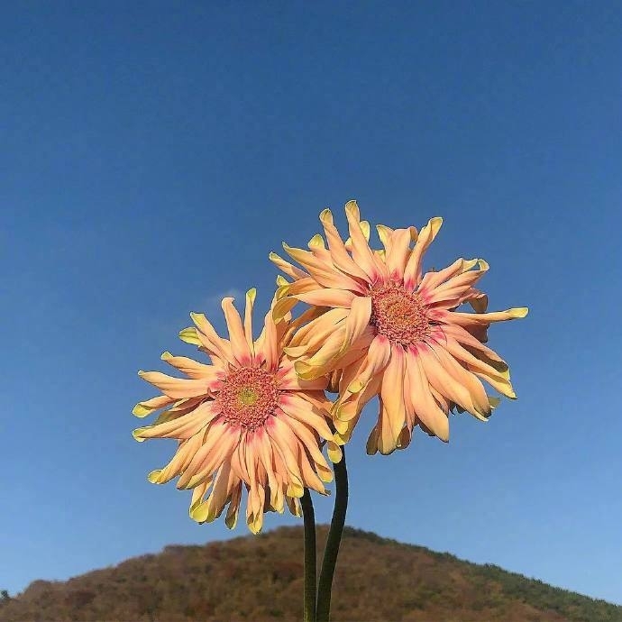 唯美花朵头像写真图片