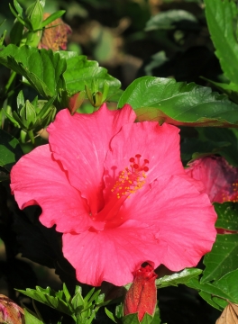风光摄影_大自然草地红色鲜艳花朵高清特写