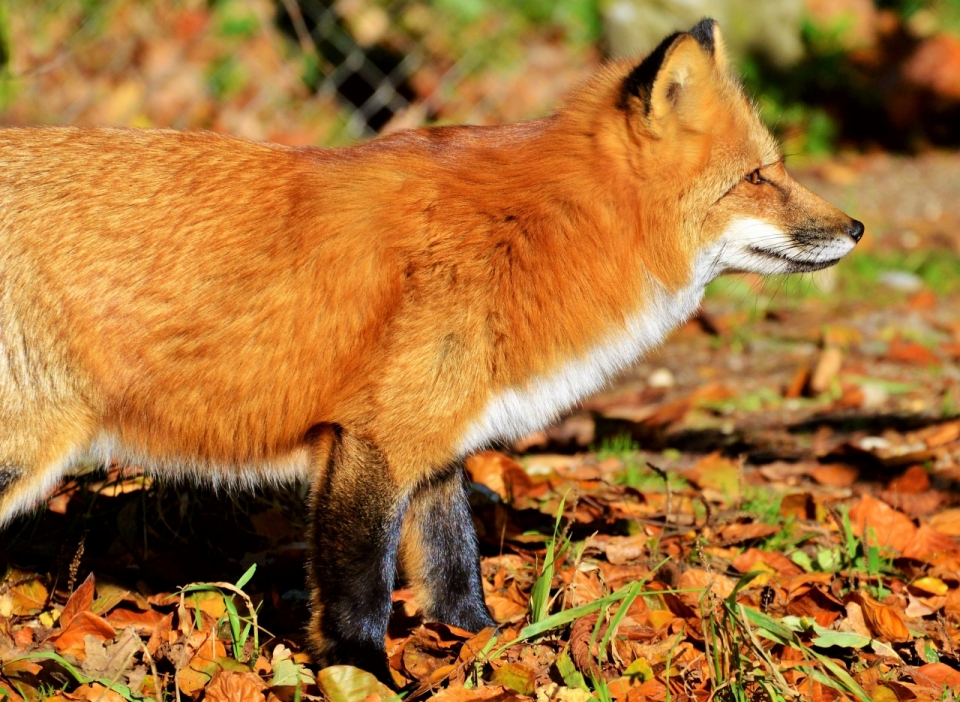 秋天落叶地面上黄色狐狸侧面特写摄影