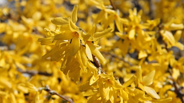 连翘自然风光优美风景秀丽高清桌面壁纸