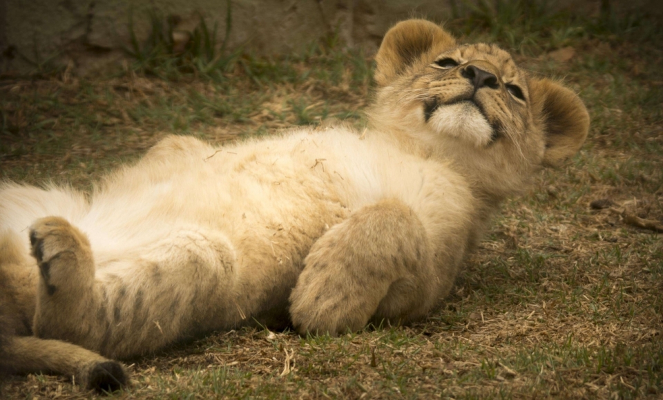 仰面躺在草地上的可爱狮子幼崽