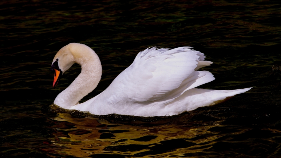 湖泊湖面优雅白色野生天鹅鸟类动物