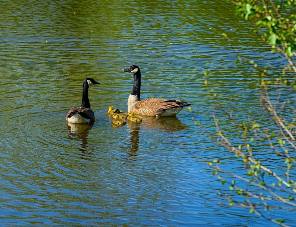 公园湖泊绿水游荡鸭群风景