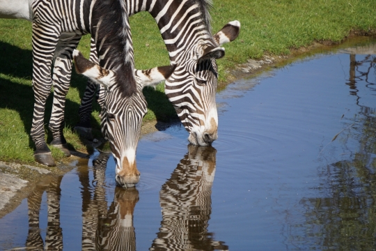 阳光自然户外湖泊饮水野生斑马动物