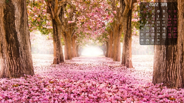 2022年3月浪漫樱花高清桌面壁纸